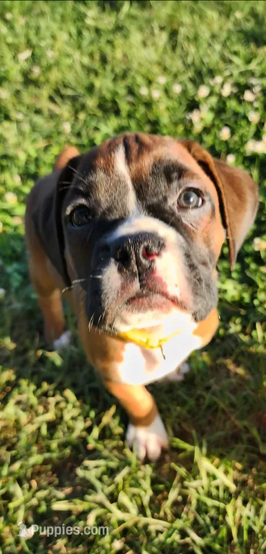 Yellow Collar Male – Boxer puppy for sale in Knoxville, TN