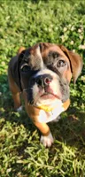 Yellow Collar Male, a male Boxer for sale in Knoxville, TN – 1 of 3