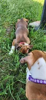 Red Collar Female, a female Boxer for sale in Knoxville, TN – 4 of 4