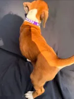 Purple Collar Female, a female Boxer for sale in Knoxville, TN – 3 of 4