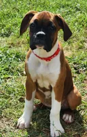 Red Collar Female, a female Boxer for sale in Knoxville, TN – 5 of 5