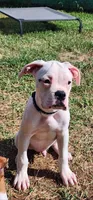 Black Collar Male, a male Boxer for sale in Knoxville, TN – 4 of 4