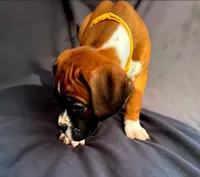 Yellow Collar Male, a male Boxer for sale in Knoxville, TN – 3 of 3