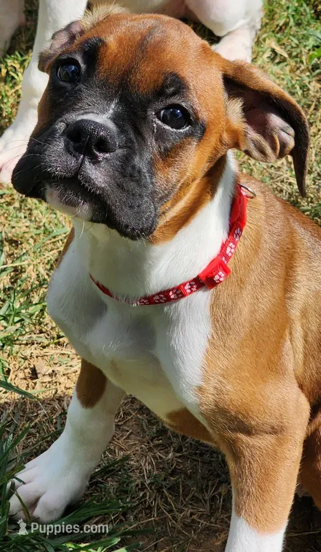 Red Collar Female – Boxer puppy for sale in Knoxville, TN