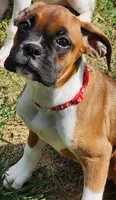 Red Collar Female, a female Boxer for sale in Knoxville, TN – 1 of 5
