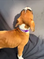Purple Collar Female, a female Boxer for sale in Knoxville, TN – 2 of 4