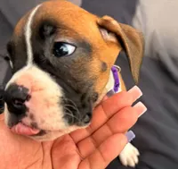 Purple Collar Female, a female Boxer for sale in Knoxville, TN – 4 of 4