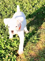 Orange Collar Male, a male Boxer for sale in Knoxville, TN – 3 of 3