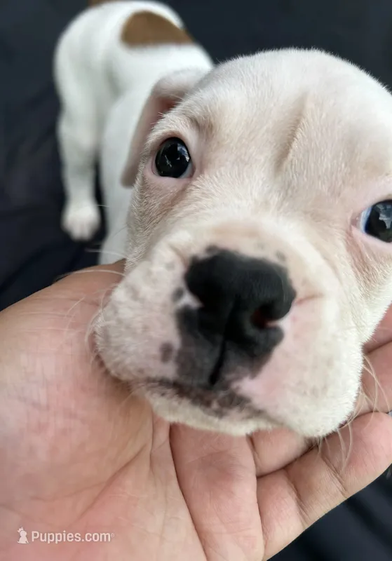 Black Collar Male – Boxer puppy for sale in Knoxville, TN