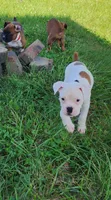 Black Collar Male, a male Boxer for sale in Knoxville, TN – 2 of 4
