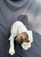 Pink Collar Female , a female Boxer for sale in Knoxville, TN – 2 of 6