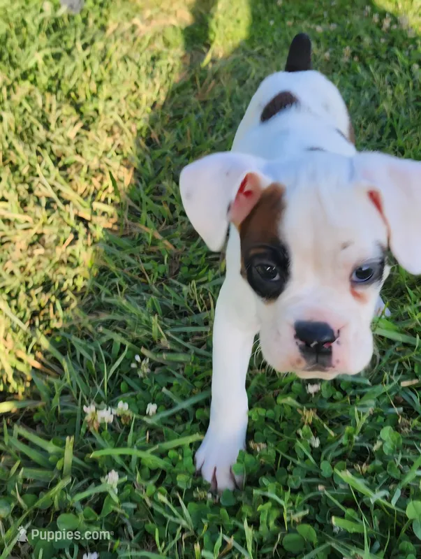 Blue Collar Male  – Boxer puppy for sale in Knoxville, TN