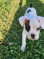 Blue Collar Male , a male Boxer for sale in Knoxville, TN – 1 of 4