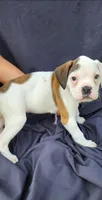 Pink Collar Female , a female Boxer for sale in Knoxville, TN – 5 of 6
