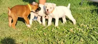 Orange Collar Male, a male Boxer for sale in Knoxville, TN – 2 of 3