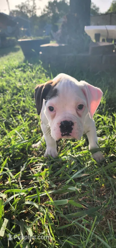 Pink Collar Female  – Boxer puppy for sale in Knoxville, TN