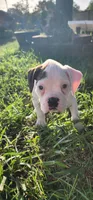 Pink Collar Female , a female Boxer for sale in Knoxville, TN – 1 of 6