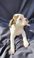 Pink Collar Female , a female Boxer for sale in Knoxville, TN – 6 of 6