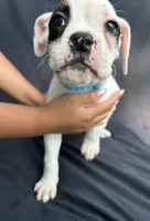 Blue Collar Male , a male Boxer for sale in Knoxville, TN – 2 of 4