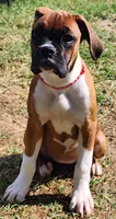 Red Collar Female, a female Boxer for sale in Knoxville, TN – 2 of 5