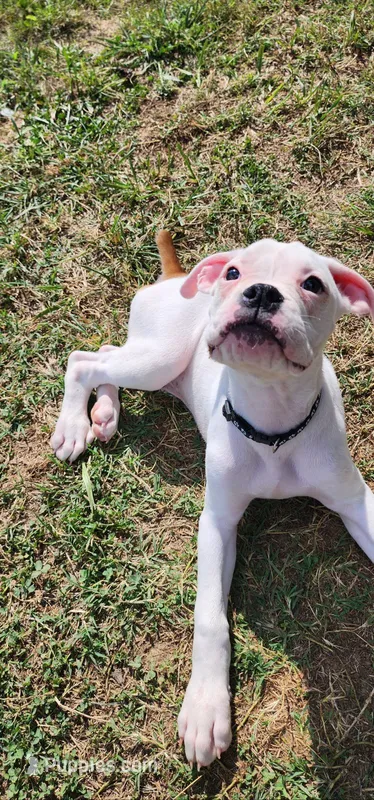 Black Collar Male – Boxer puppy for sale in Knoxville, TN