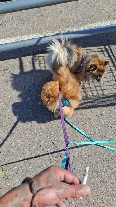 Teddy , a male Maltese and Poodle - Miniature  for sale in Aurora, CO – 5 of 5