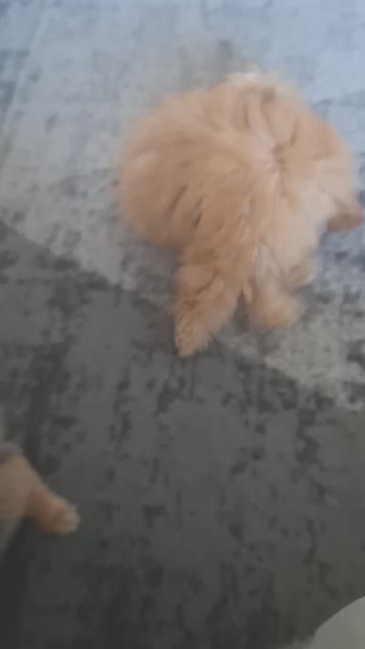 Teddy , a male Maltese and Poodle - Miniature  for sale in Aurora, CO – 4 of 5