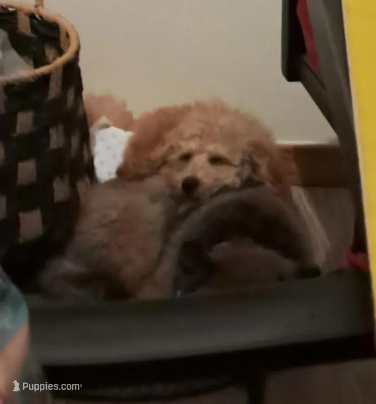 Teddy  – Maltese, Poodle - Miniature  puppy for sale in Aurora, CO