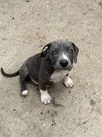 Blue , a male American Bully and American Pit Bull Terrier for sale in Irving, TX – 2 of 4