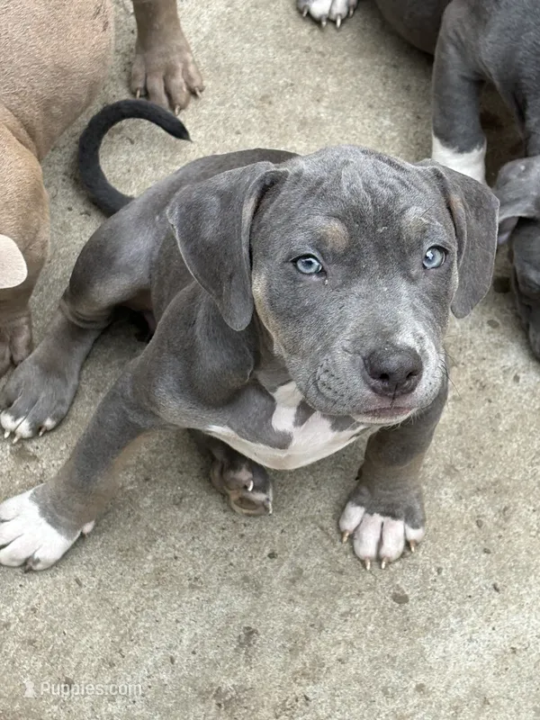 Cece  – American Bully puppy for sale in Irving, TX