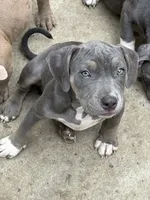 Cece , a female American Bully for sale in Irving, TX – 1 of 4