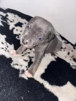 Chosen, a female American Bully for sale in Irving, TX – Photo 2 of 3