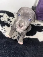 Chosen, a female American Bully for sale in Irving, TX – Photo 1 of 3