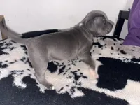 Chosen, a female American Bully for sale in Irving, TX – Photo 3 of 3