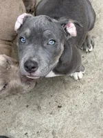 Cece , a female American Bully for sale in Irving, TX – 2 of 4
