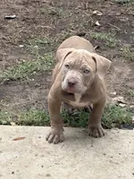 Goldilocks, a female American Bully for sale in Irving, TX – 4 of 5
