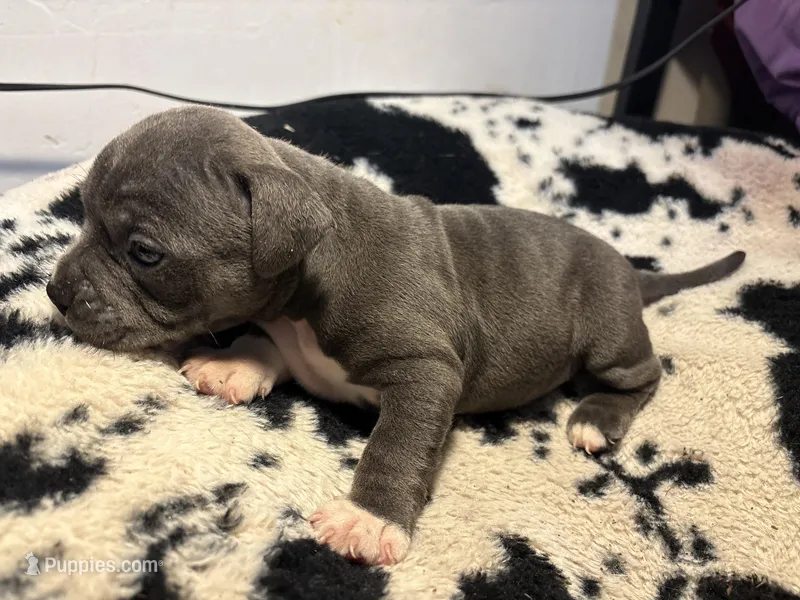 Tank – American Bully puppy for sale in Irving, TX