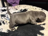 Tank, a male American Bully for sale in Irving, TX – Photo 3 of 3