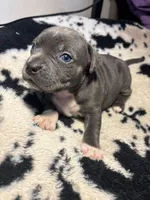 Tank, a male American Bully for sale in Irving, TX – Photo 2 of 3