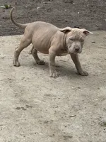 Goldilocks, a female American Bully for sale in Irving, TX – 5 of 5