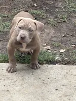 Goldilocks, a female American Bully for sale in Irving, TX – 2 of 5