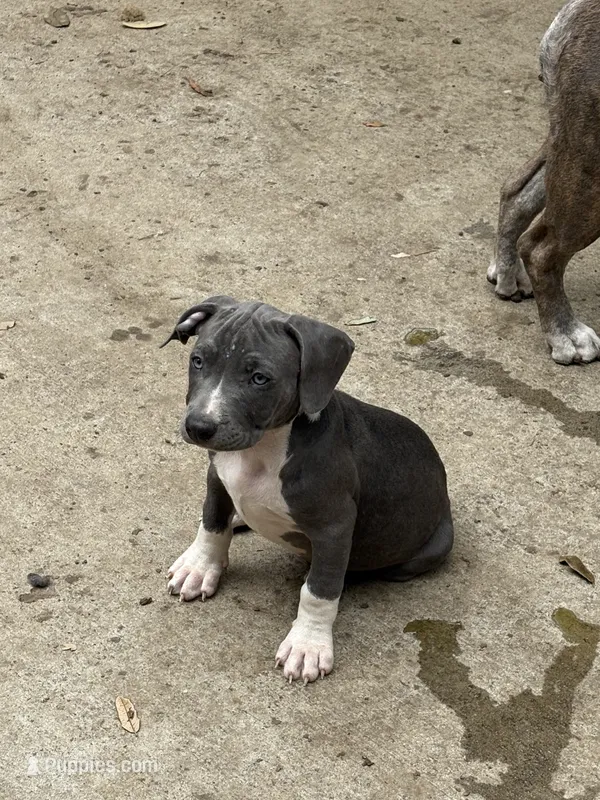 Blue  – American Bully, American Pit Bull Terrier puppy for sale in Irving, TX