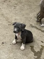 Blue , a male American Bully and American Pit Bull Terrier for sale in Irving, TX – 1 of 4