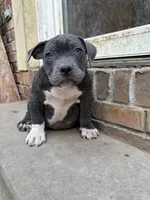 Little man, a male American Bully for sale in Irving, TX – 2 of 4