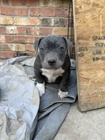 Little man, a male American Bully for sale in Irving, TX – 3 of 4