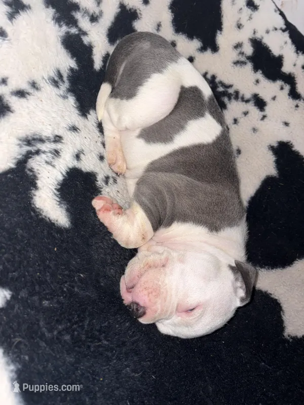 Blue – American Bully puppy for sale in Irving, TX