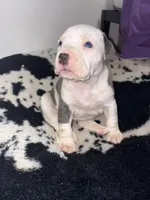 Blue, a female American Bully for sale in Irving, TX – Photo 3 of 3