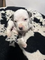 Blue, a female American Bully for sale in Irving, TX – Photo 2 of 3