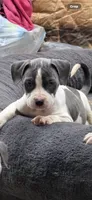 Princess , a female American Bully for sale in Irving, TX – 3 of 3