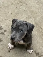 Cece , a female American Bully for sale in Irving, TX – 3 of 4